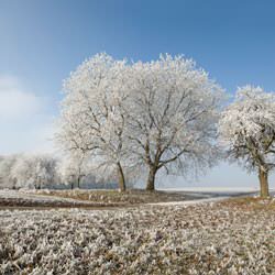 Frost covering trees and a grassy field in Lanham